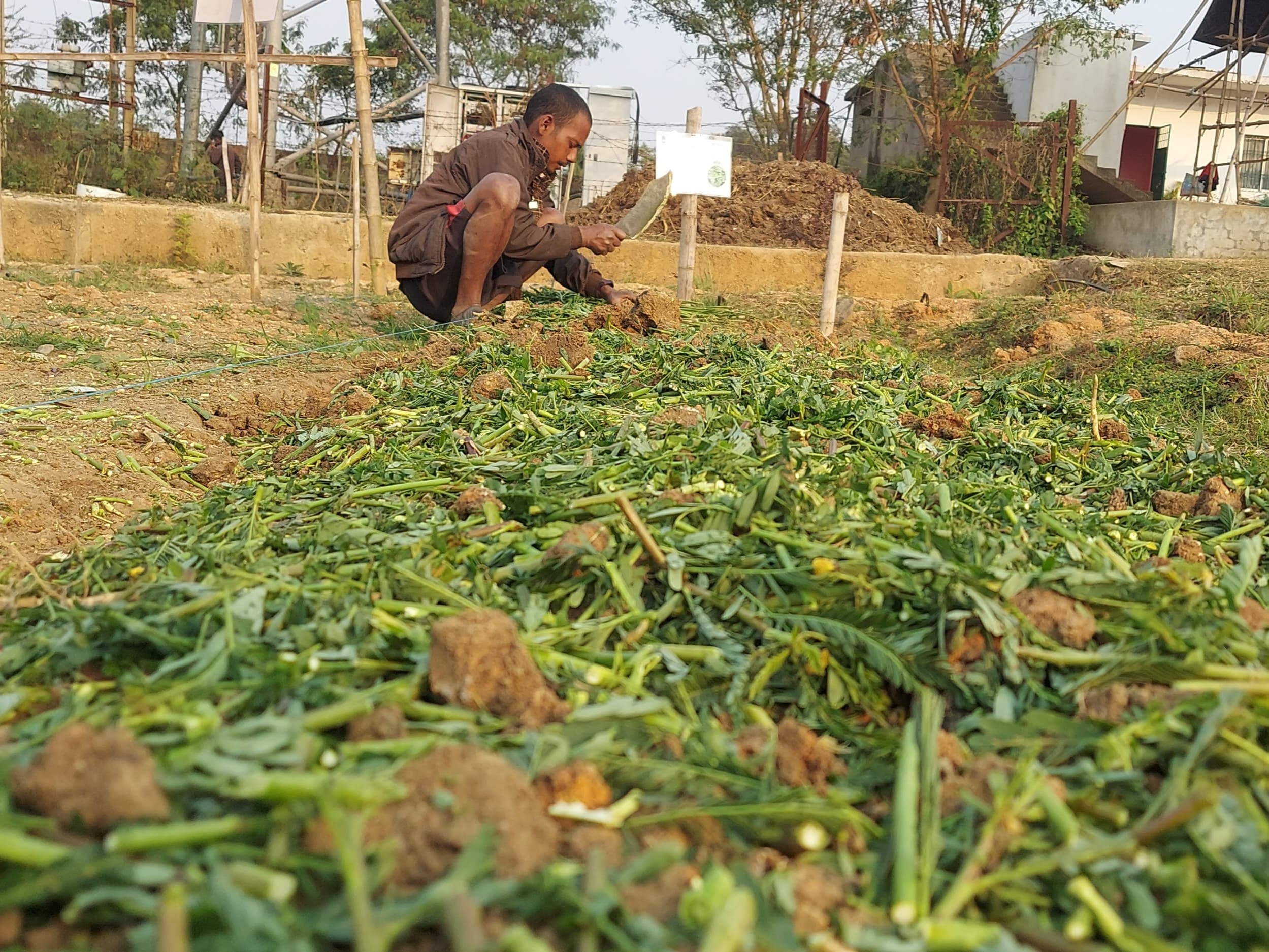 Man chopping green manure plants into small pieces for incorporation into the soil.