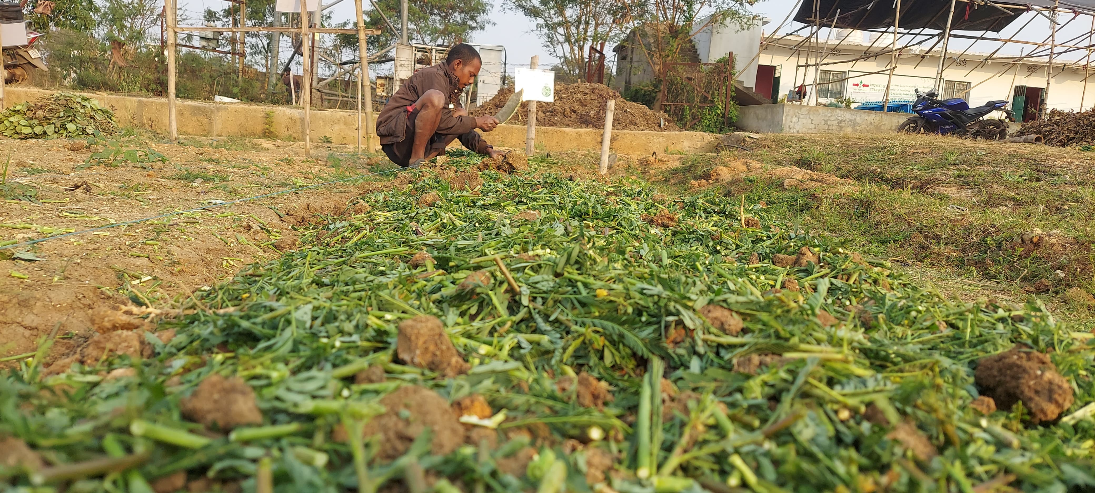 Man chopping green manure plants into small pieces for incorporation into the soil.