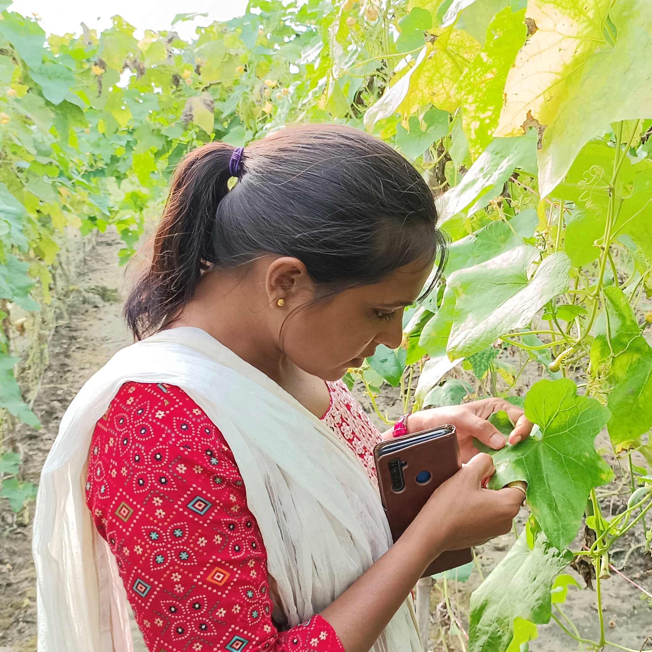 Komal Yadav inspects a leaf for pests and diseases.