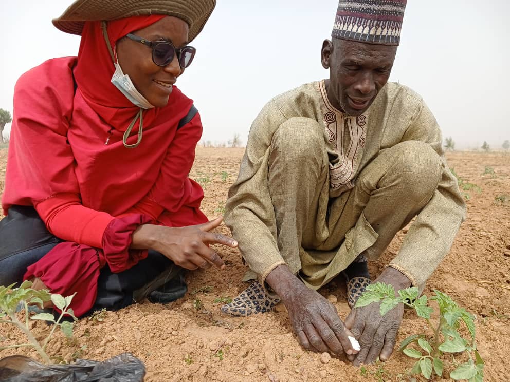 Training a farmer on fertlilization and weeding--tomato Nigeria