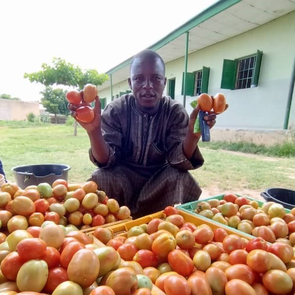 Umar Ubale holds up tomatoes behind bins of tomatoes.
