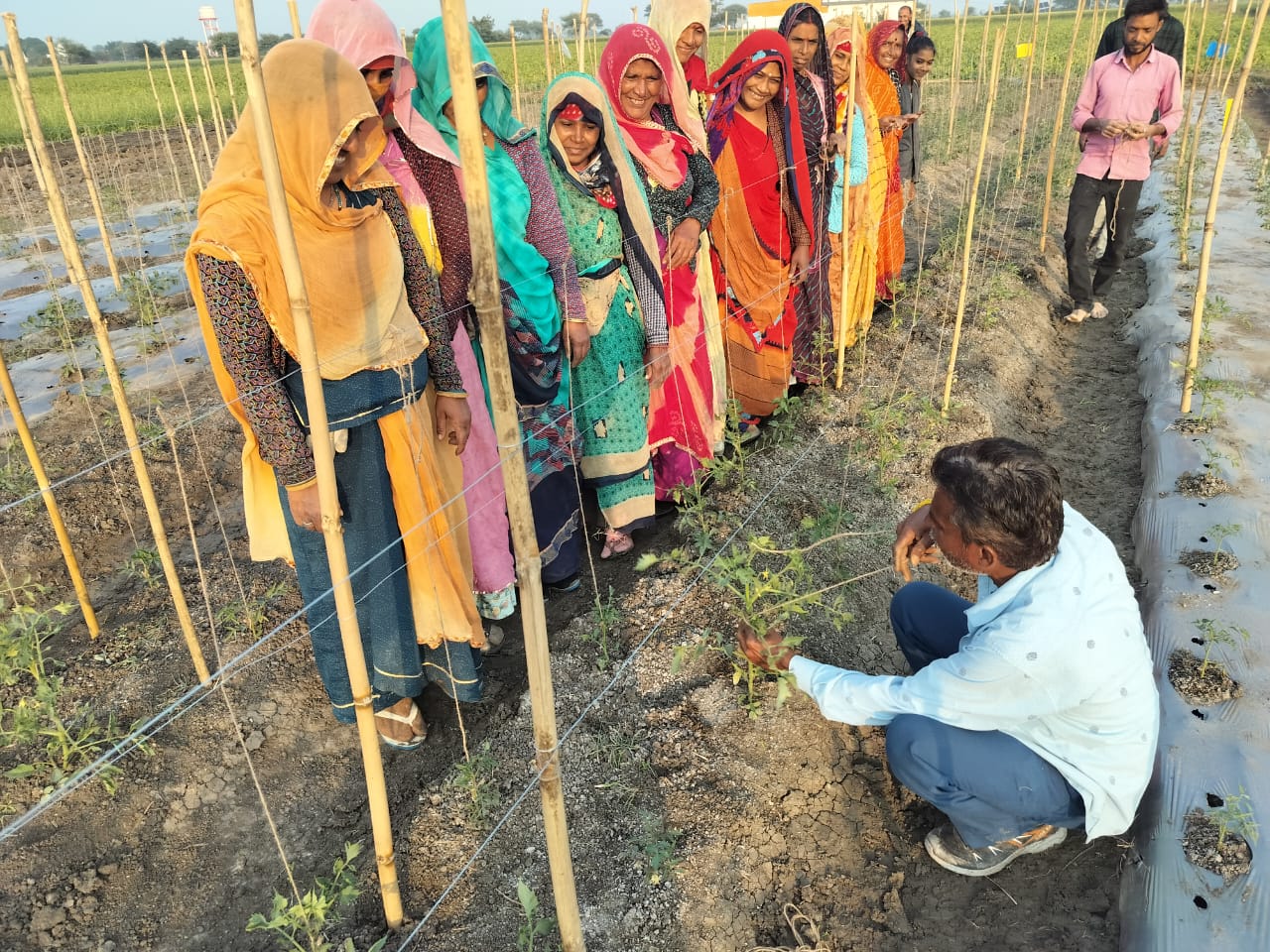 farmers training on staking and organic Mulching in village bagana Dewas Madhya Pradesh