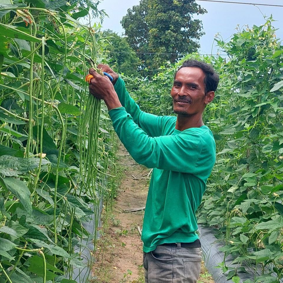 Farmer Taing Han harvests a handful of long yard beans.