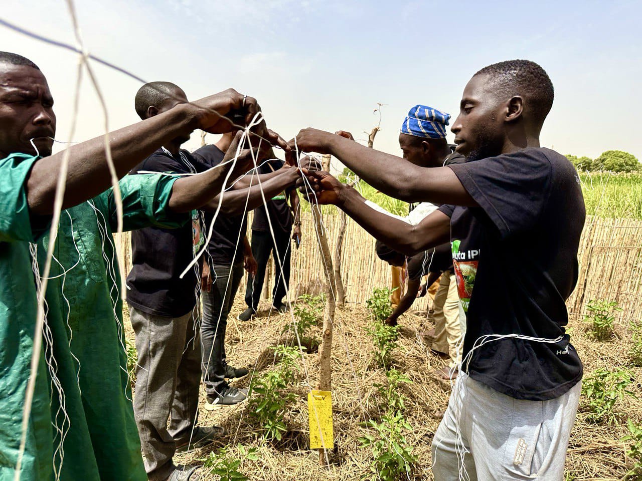Group of male farmers practice setting up trellising for tomato plants.