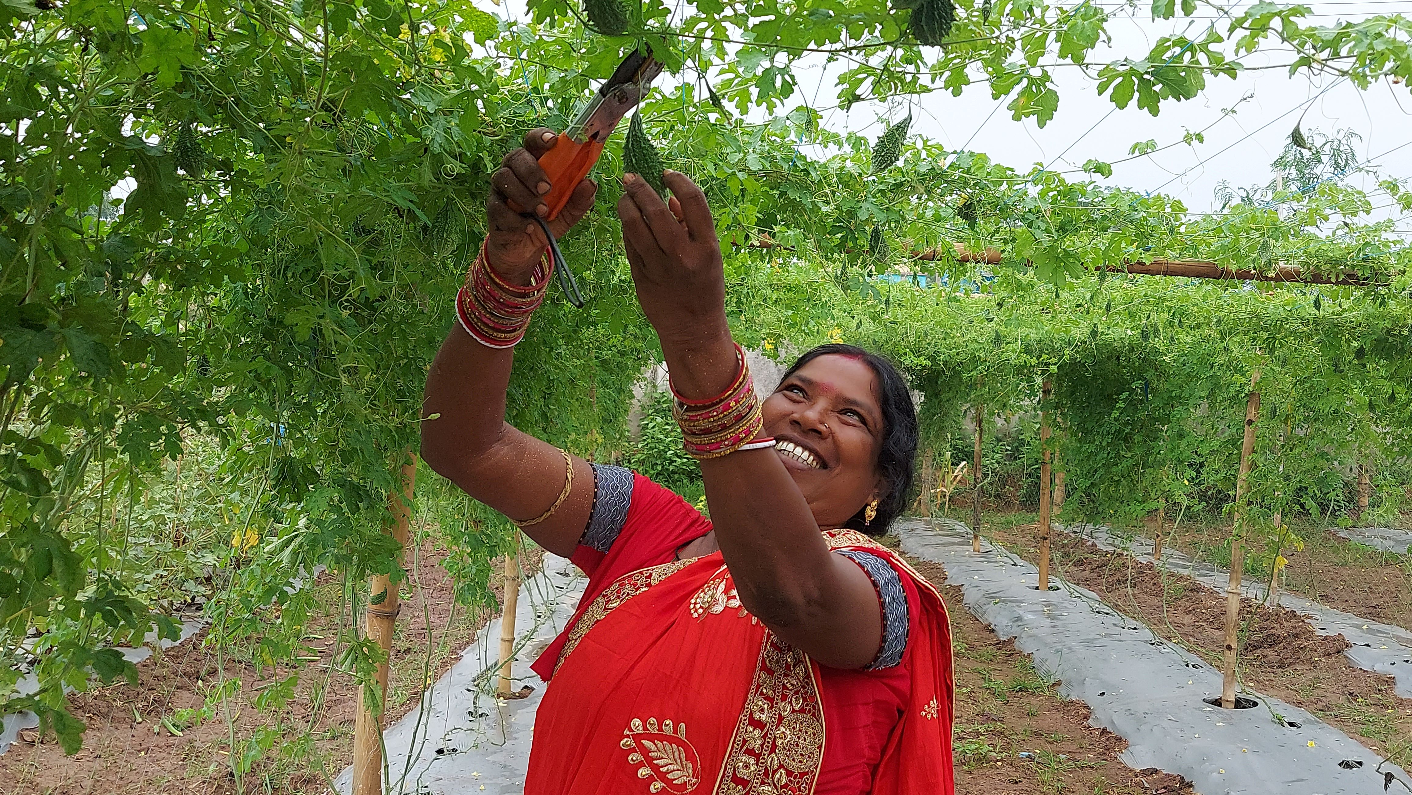 Smiling woman farmer harvests bitter gourd above her head.