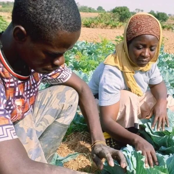 Young man and young woman in cabbage field.