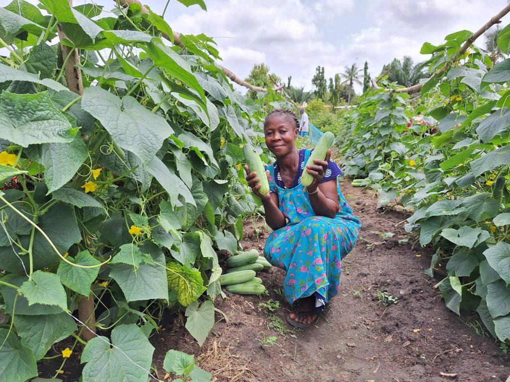 Farmer Christabel Sackey between two high rows of cucumber plants at a Field Day for a neighboring farmer.