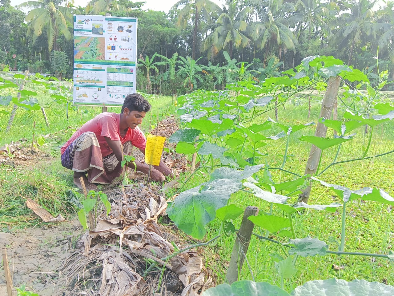 Farmer Md. Riyaz Uddin tends to his crop grown using the sorjan technique in Bangladesh.