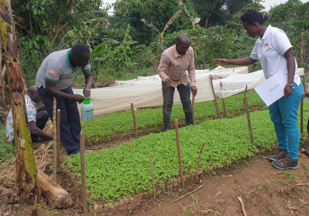 Trial in Uganda using Koppert biological fungicide.