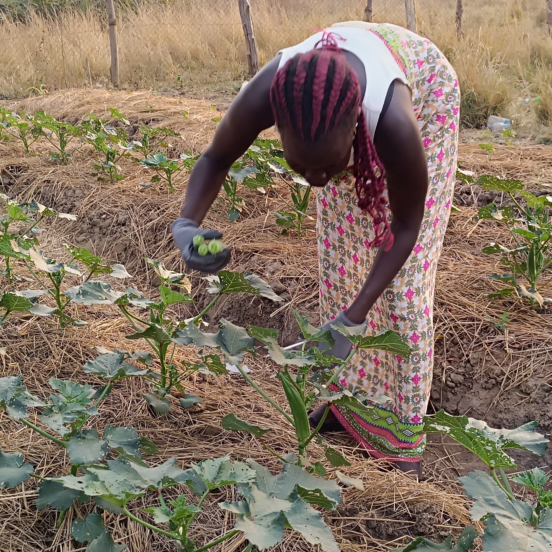 A woman harvests okra at the learning farm in Bor, South Sudan.