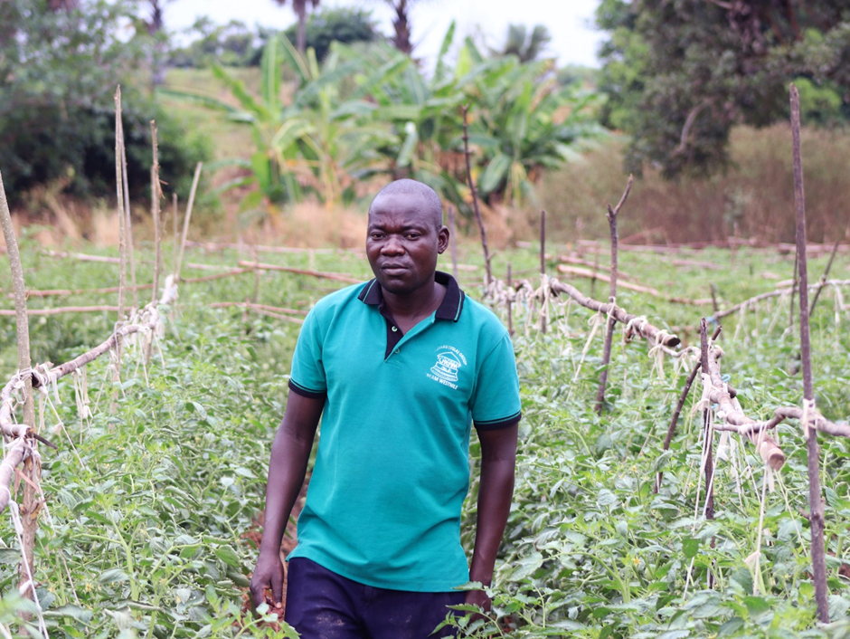 Farmer Amos Pariyo between rows of tomatoes.
