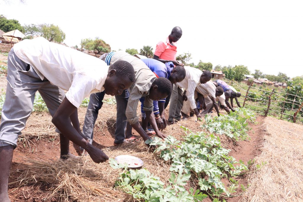 Young farmers apply fertilizer to a row of plants.
