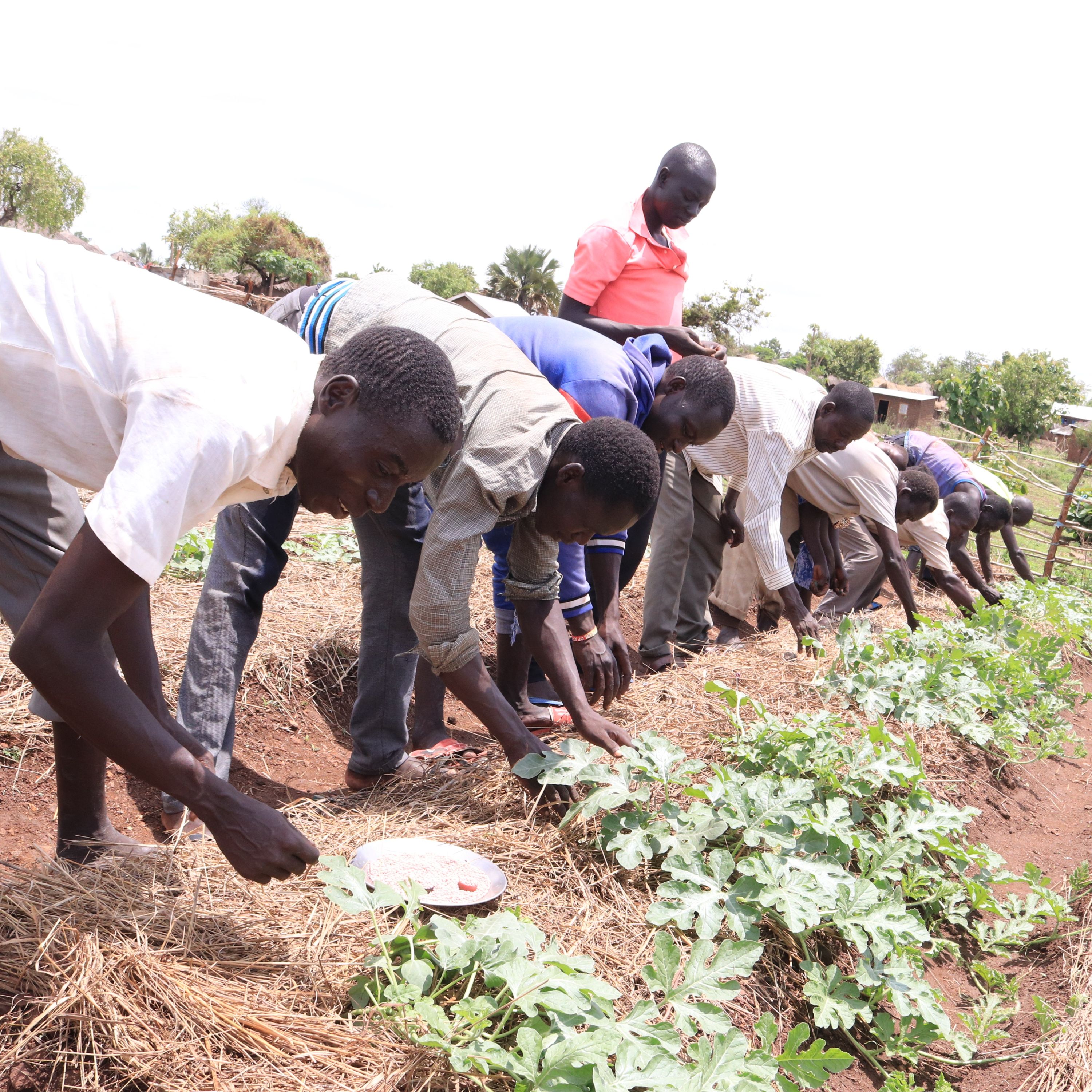 Young farmers apply fertilizer to a row of plants.