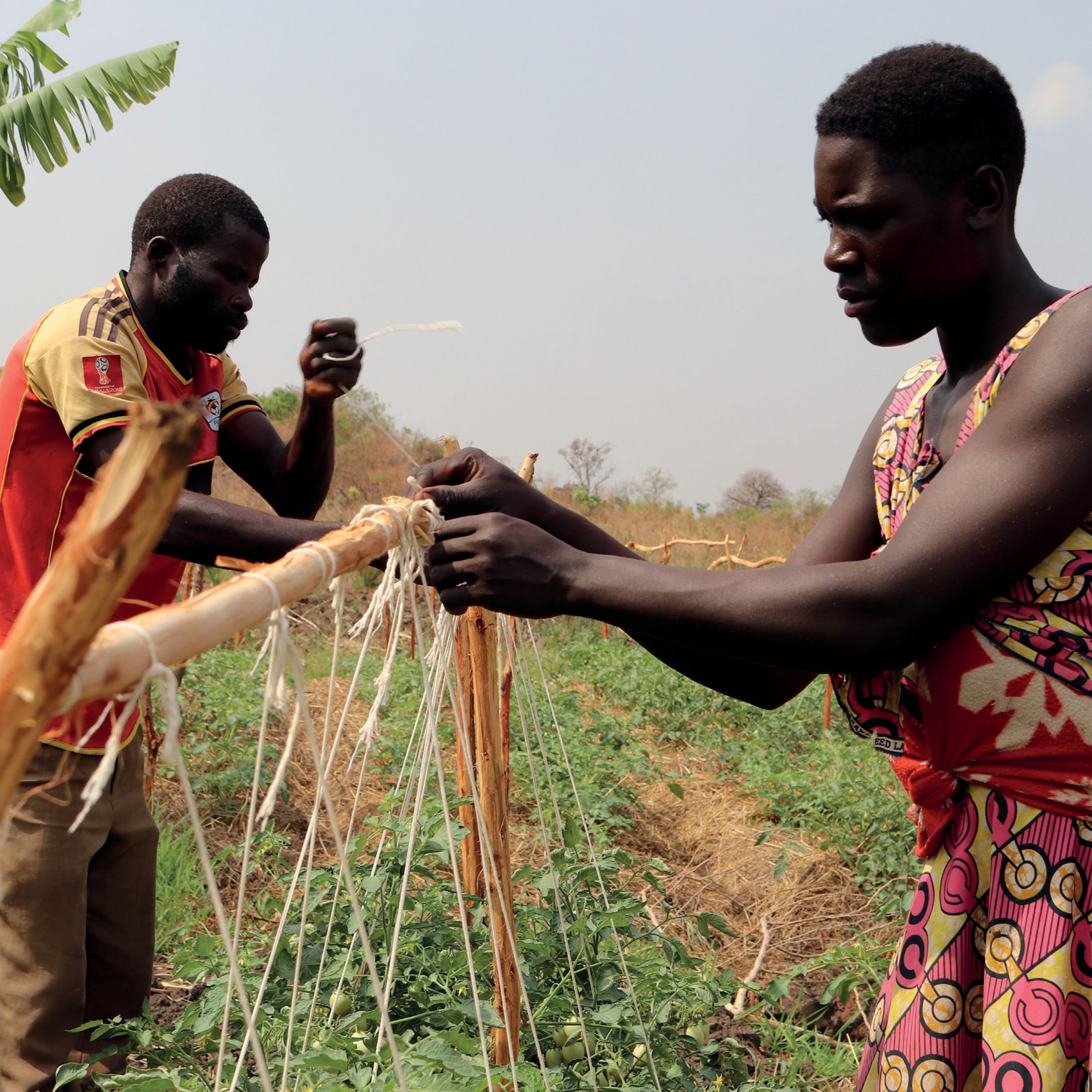 Man and woman set up trellising for tomato plants.