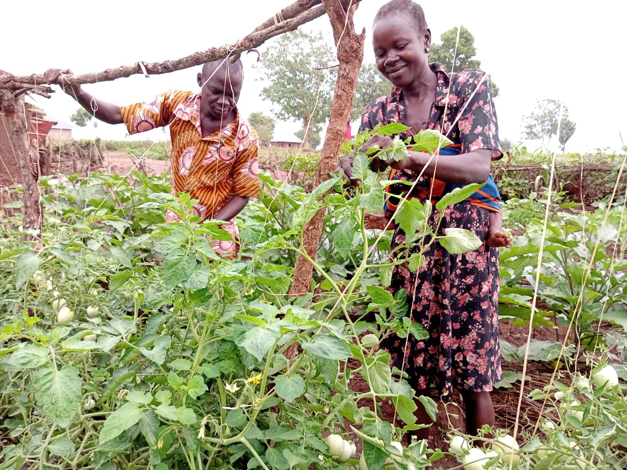 Man and woman trellis tomatoes in Ofua.