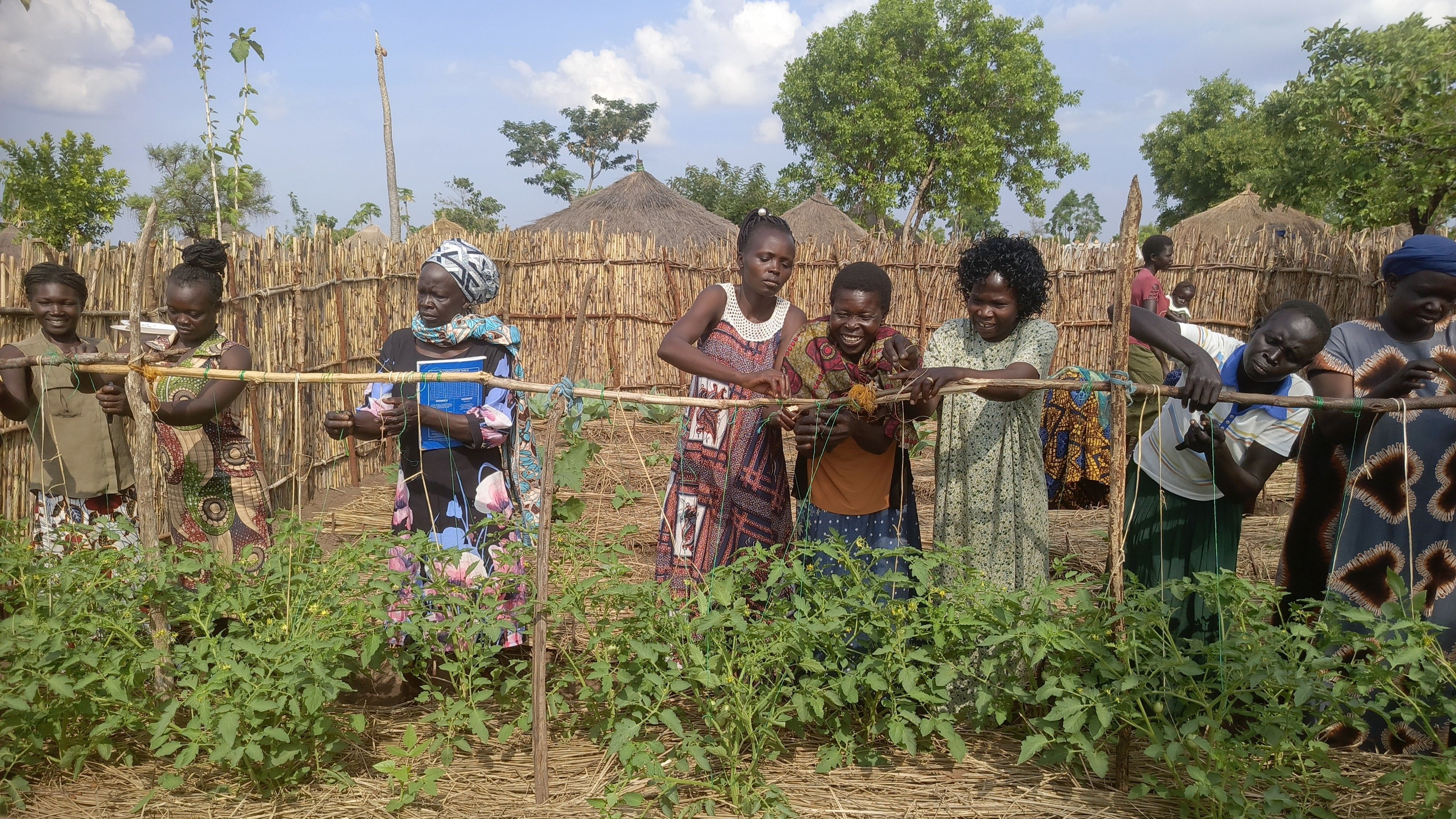 Women in Ofua 2 refugee settlement area practicing trellising.