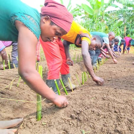 Farmers plant seeds in Kyaka II refugee settlement area.