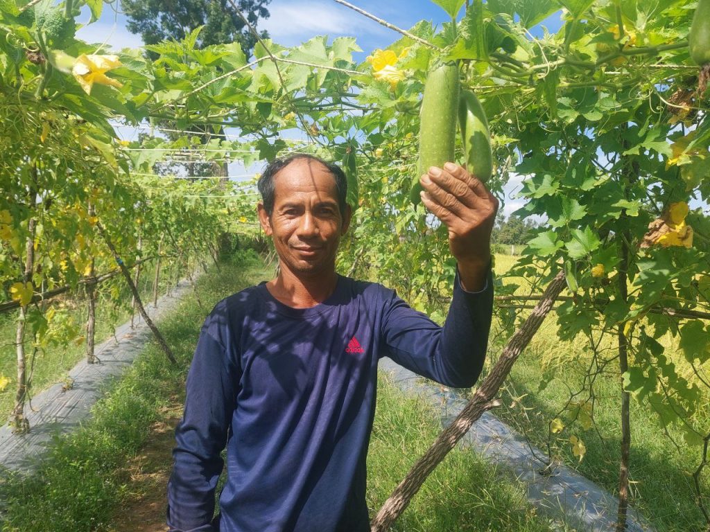 Male farmer in Cambodia holds two gourds growing on a trellis above his head.