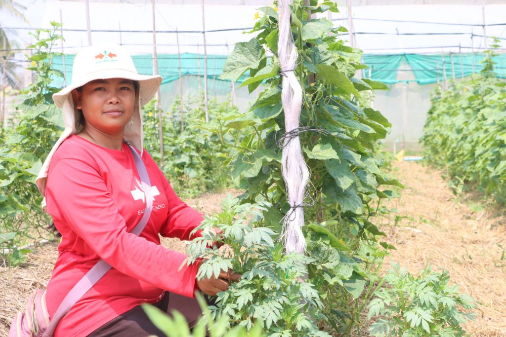 Farmer Suon Sorm next to a trellised cucumber row on her farm.