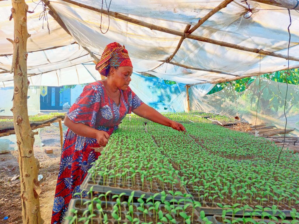 Female seedling producer in Tanzania tends to seedlings growing in trays in a protective environment.