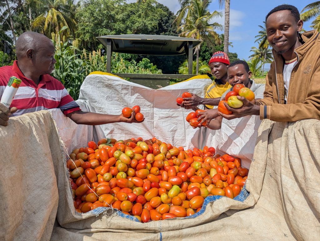 Farmers around a truck holding tomatoes from their first harvest in January 2025.