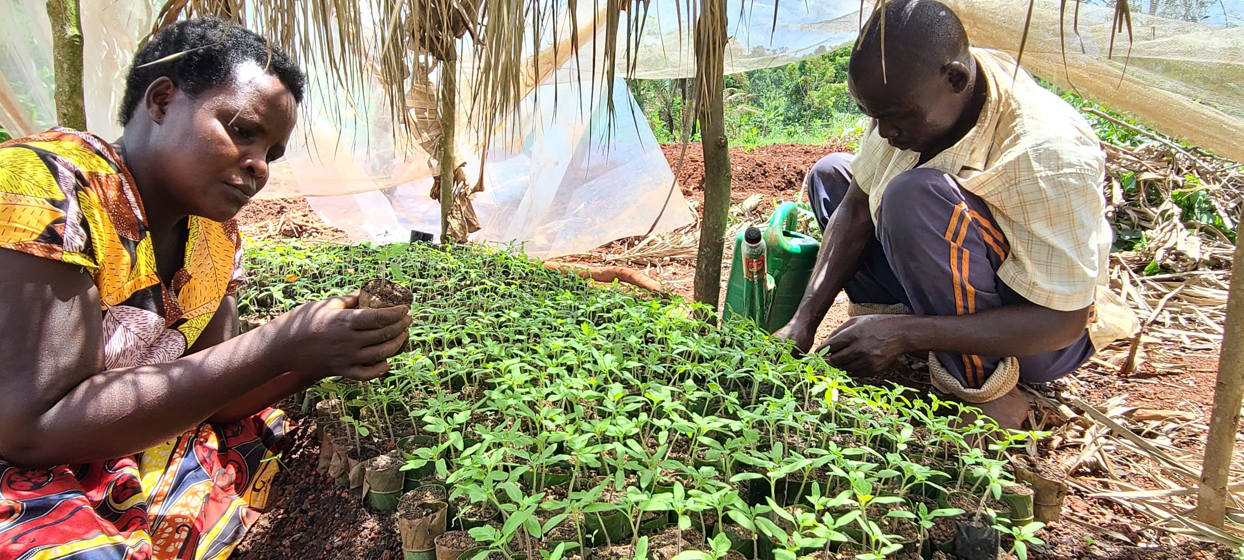A woman and man tend seedlings growing in leaf pots.