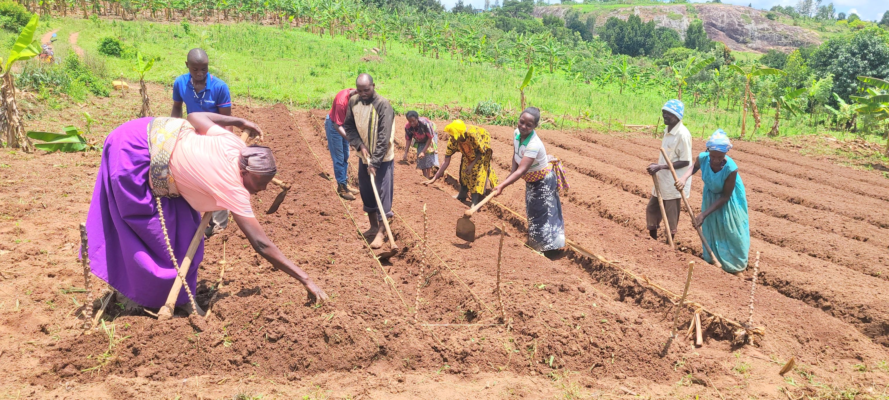 Women and men use hoes to prepare a field for planting.