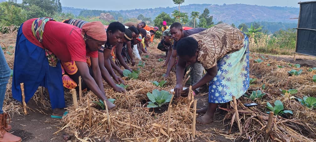Mean and women practice fertilizing a cabbage field.