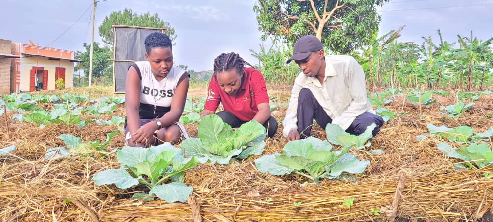 EWS-KT Technical Field Officer Faith Akampumuza and two farmers inspect cabbages.
