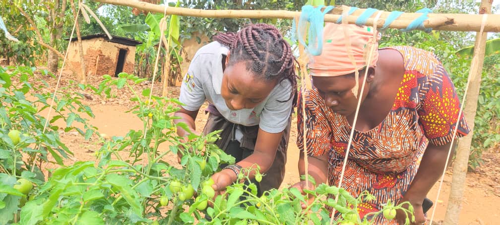 EWS-KT staff and a farmer inspect tomato plants.