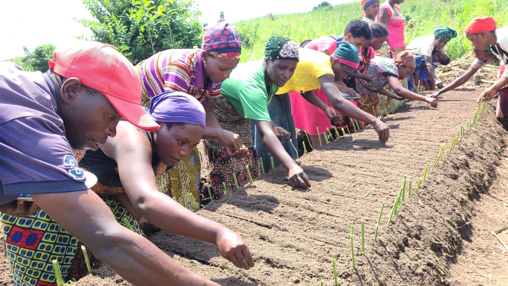 Farmers planting in a raised bed.