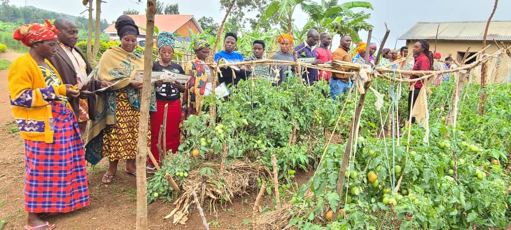 EWS-KT Technical Field Officer Faith Akampumuza holds a practical training in a tomato field.