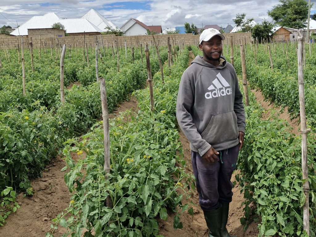 Farmer George Isaya in a tomato plot using improved techniques.