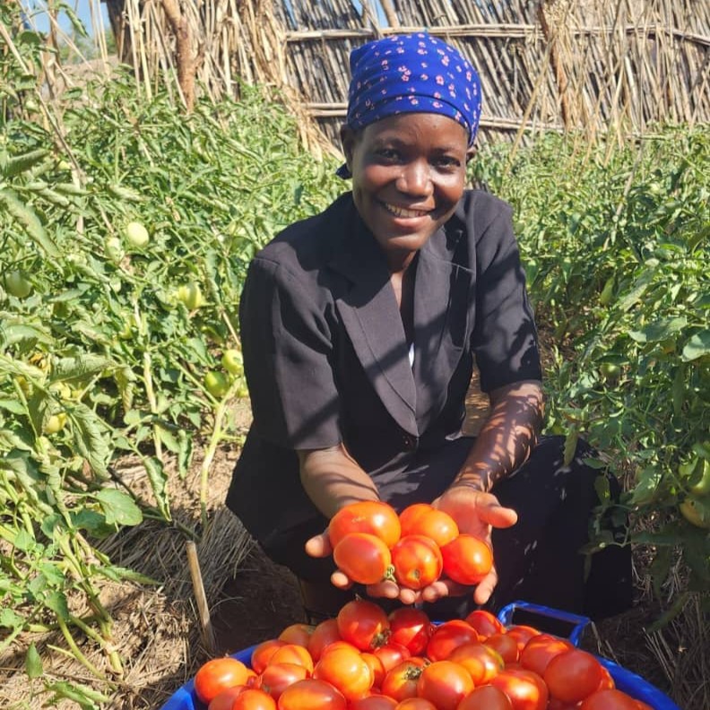 Farmer Angelina Hassan smiles as she holds some tomatoes over a tomato-filled bucket.