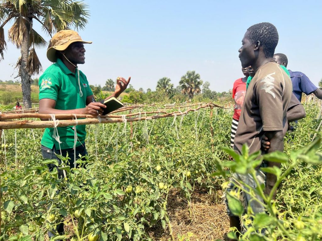 EWS-KT Senior Project Lead David Baguma talks to young farmers who have adopted improved techniques in their tomato field.