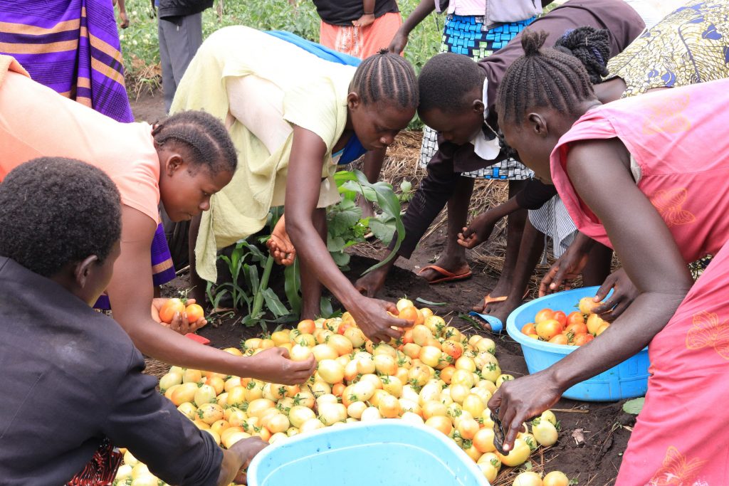 Young farmers sort harvested tomatoes.