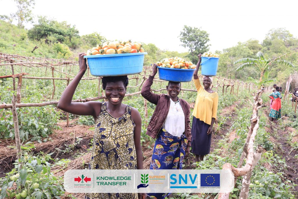 Three young women carry containers of tomatoes on their heads as they prepare to leave a harvested field. 