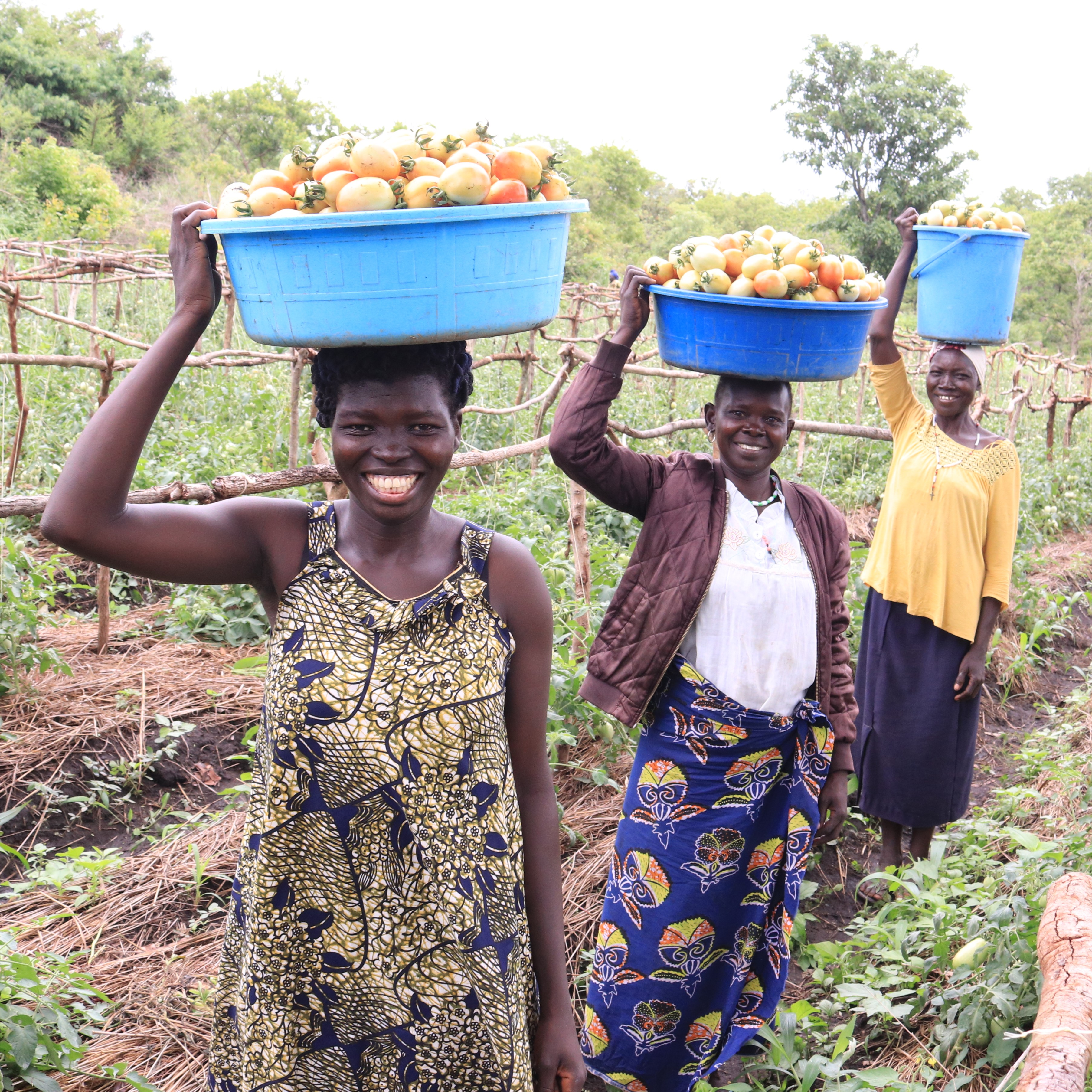 Three young women carry containers of tomatoes on their heads as they prepare to leave a harvested field.