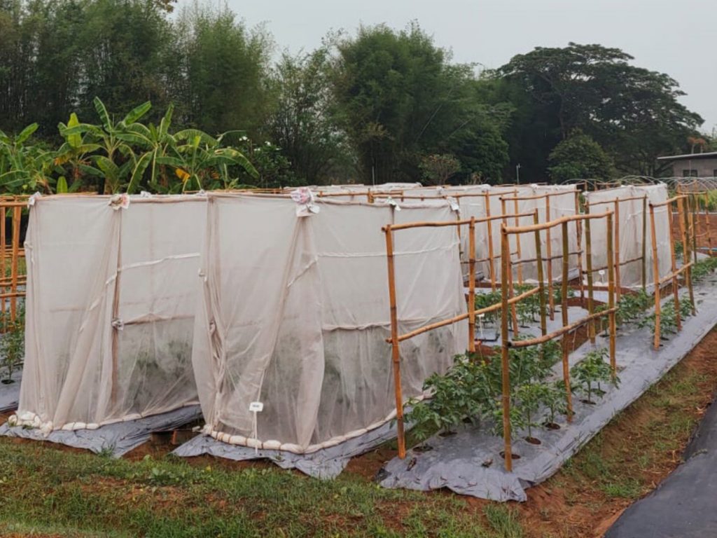 Tomato rows growing in a protected environment under Spunbond fabric, next to unprotected tomato rows.
