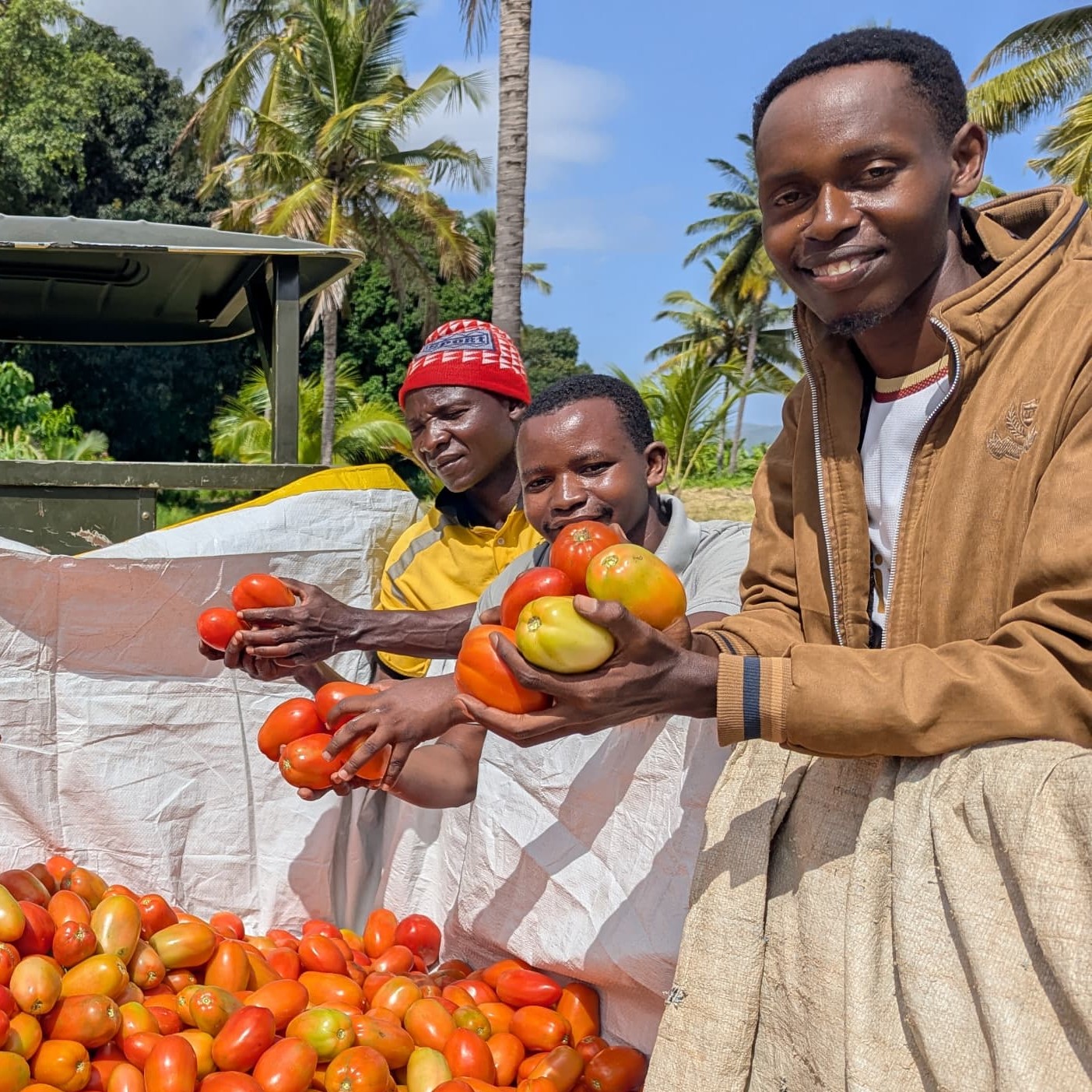 Young farmers with their first tomato harvest in January 2025.