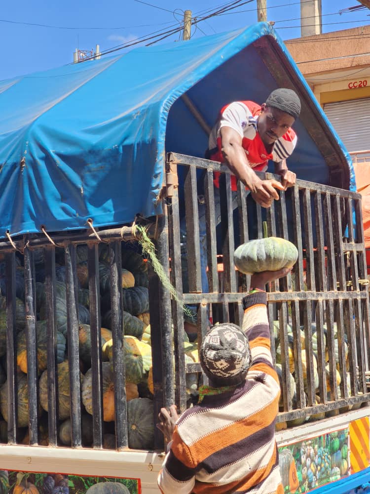 Man passing a pumpkin from the back of a truck to a person on the ground.