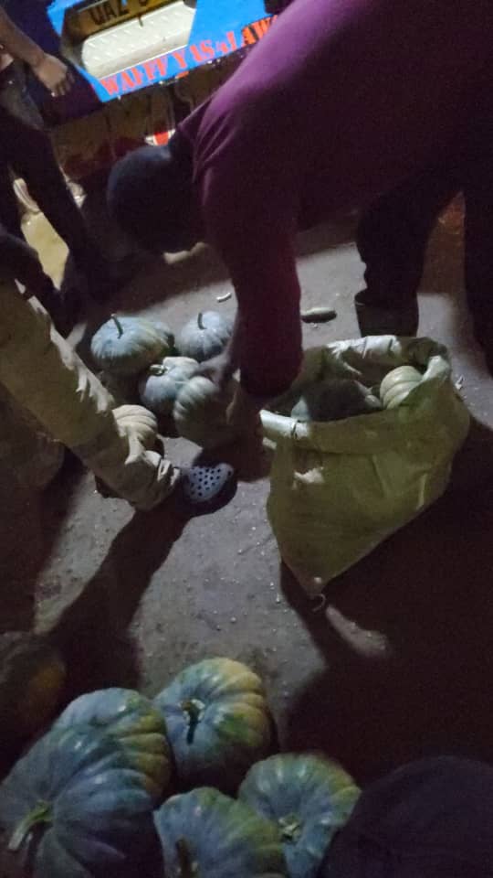 Man loading pumpkins into a sack.