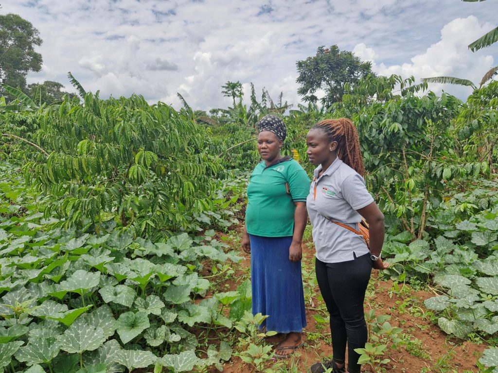 Farmer Alice Nabatte and EWS-KT Technical Field Officer Christine Ategeka in Alice's field of coffee and pumpkin.