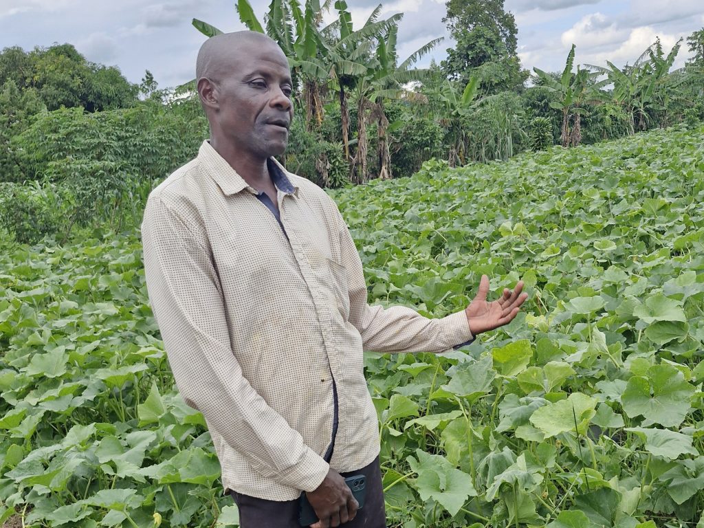 Pumpkin farmer and broker Thomas Luyombya in his pumpkin field.