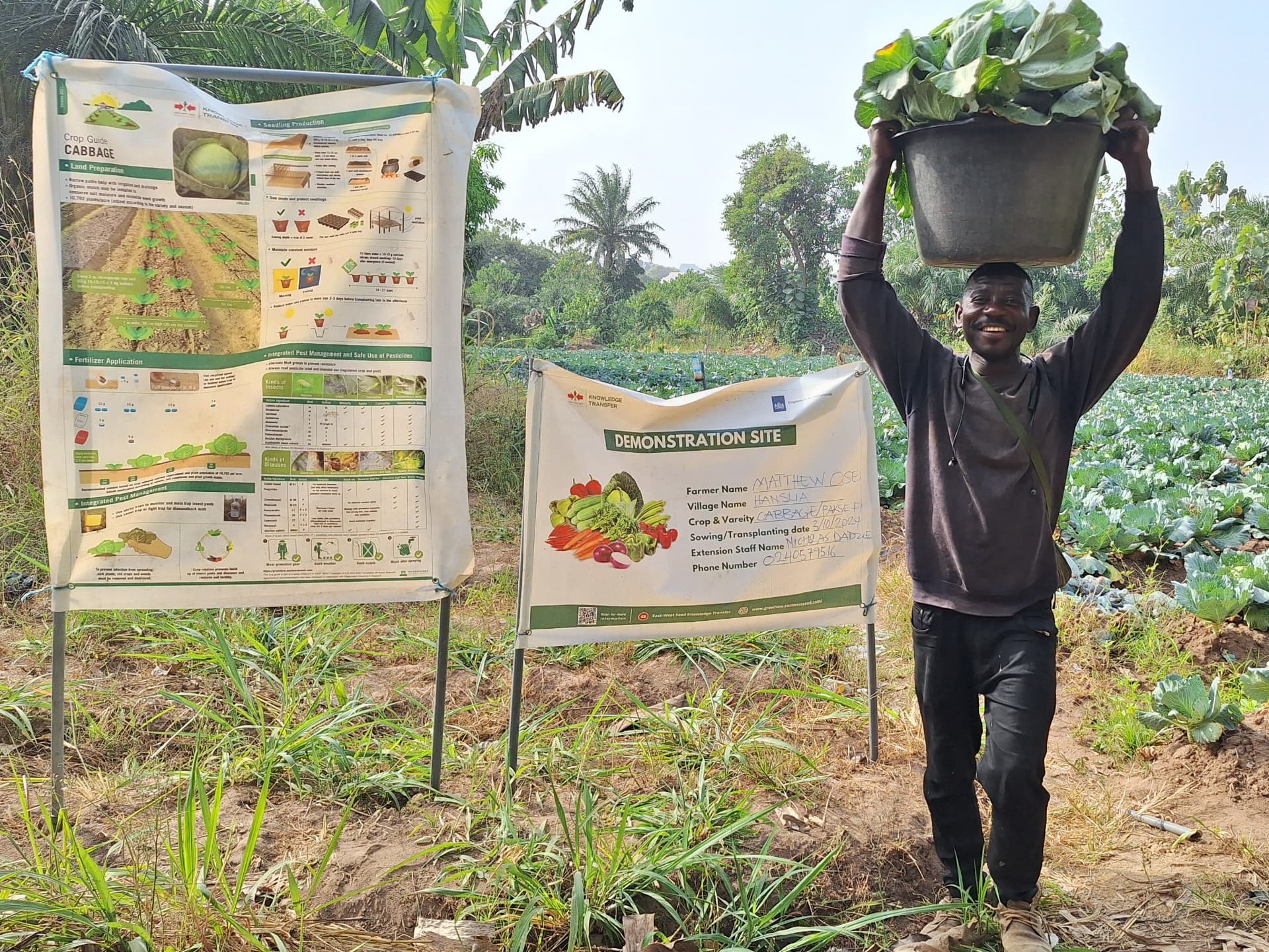 Farmer Matthew Osei carries a large container of harvested cabbages on his head in front of his cabbage field.