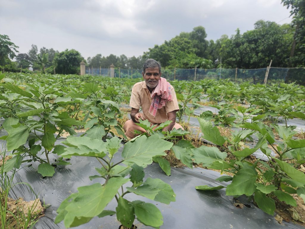 Farmer Mahendra Das in eggplant field.