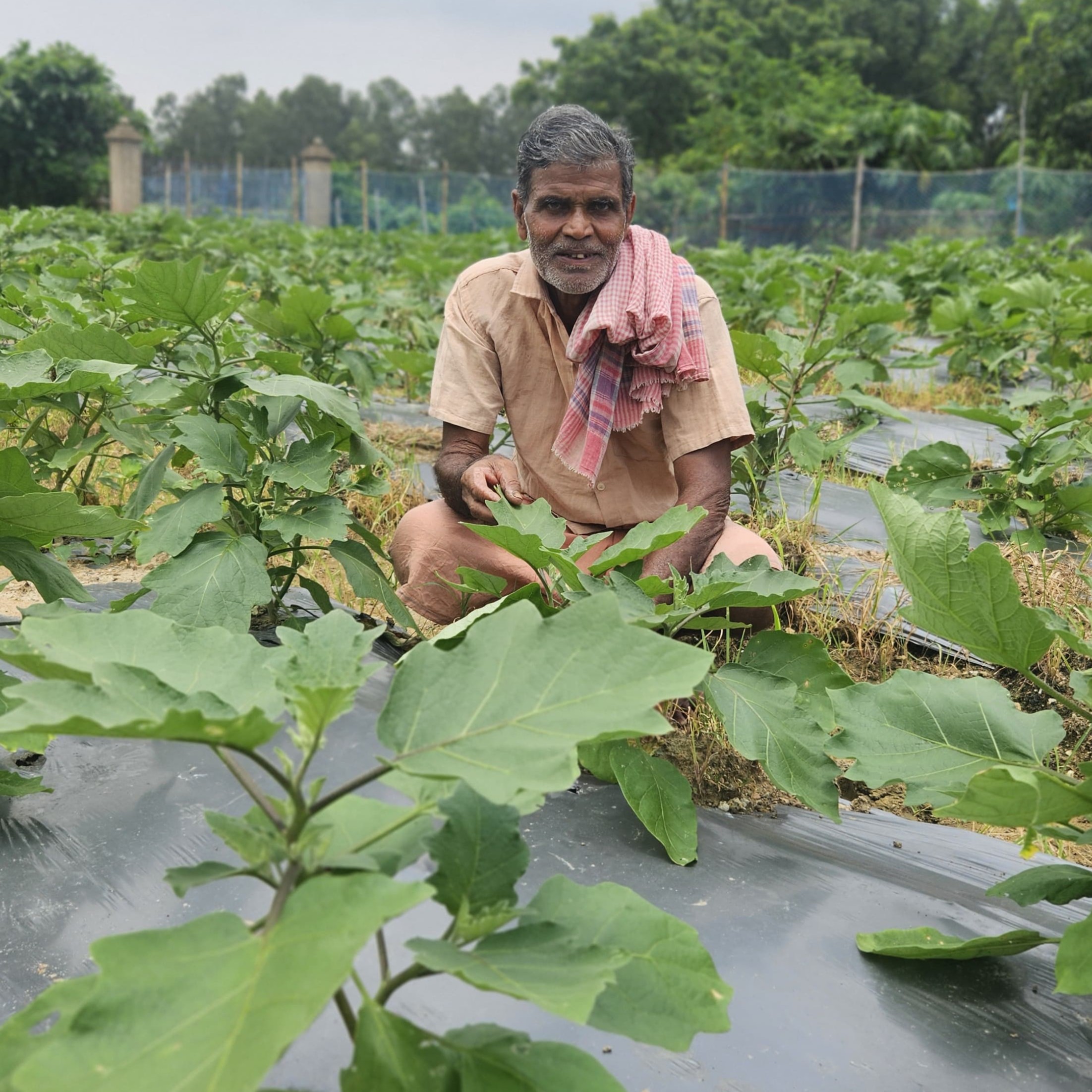 Farmer Mahendra Das in eggplant field.