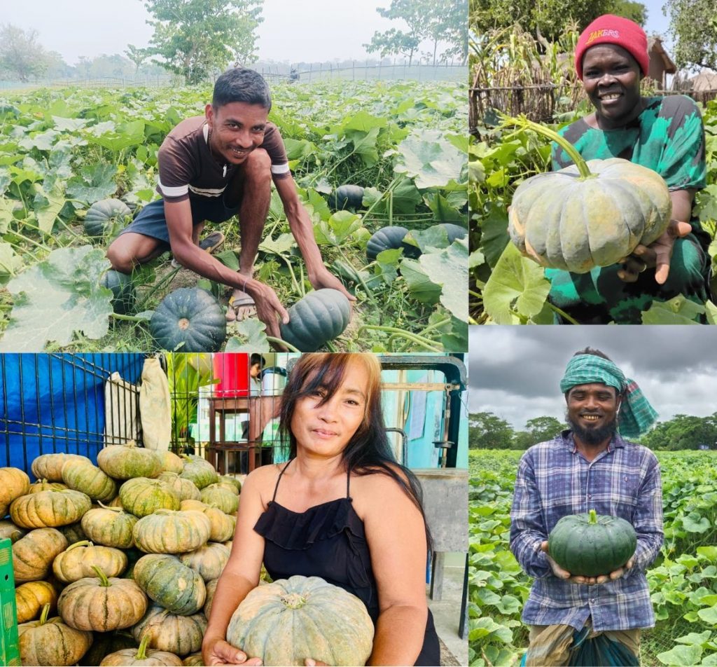 Collage of pumpkin farmers.