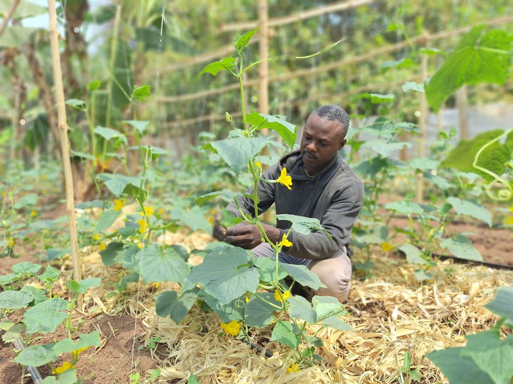 Male farmer in his mulched and trellised field.