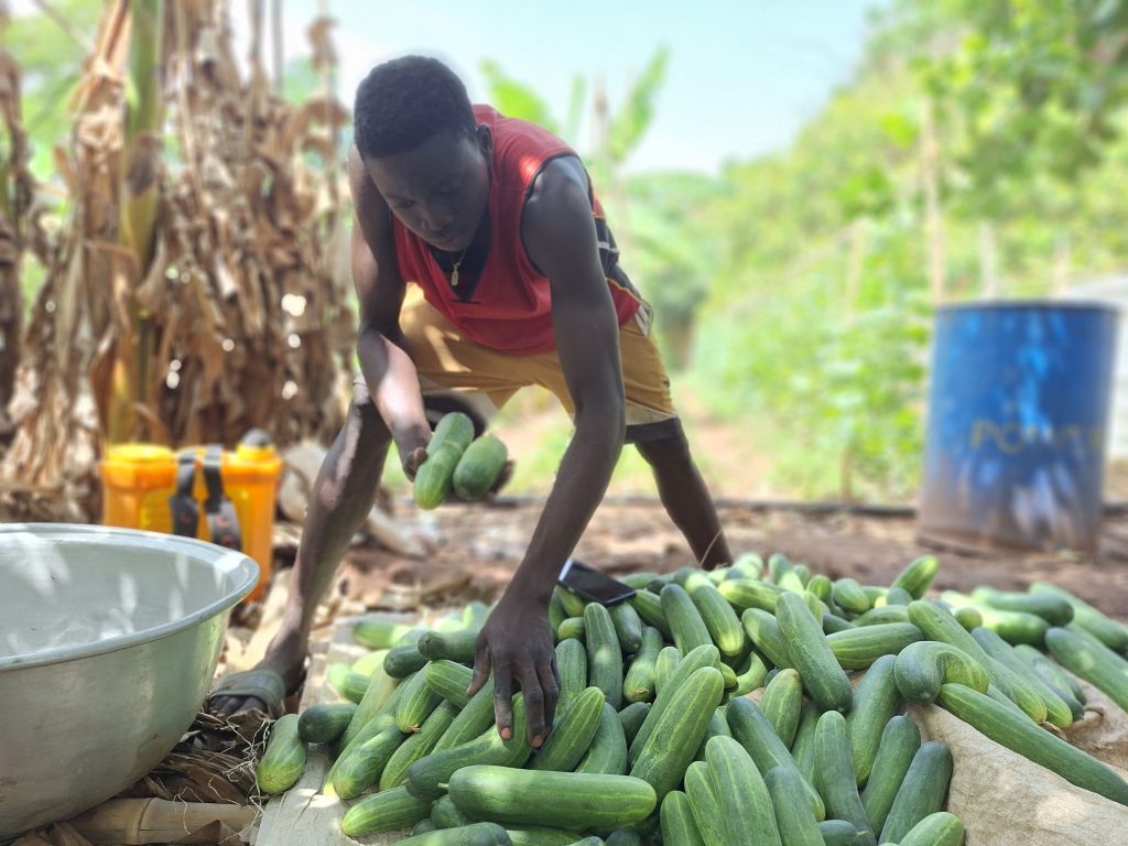 Young male farmer sorts cucumbers for the market.